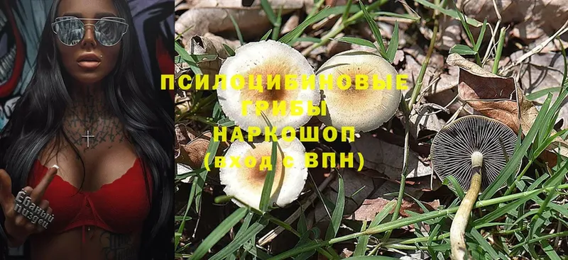 закладки  Салават  Галлюциногенные грибы MAGIC MUSHROOMS 